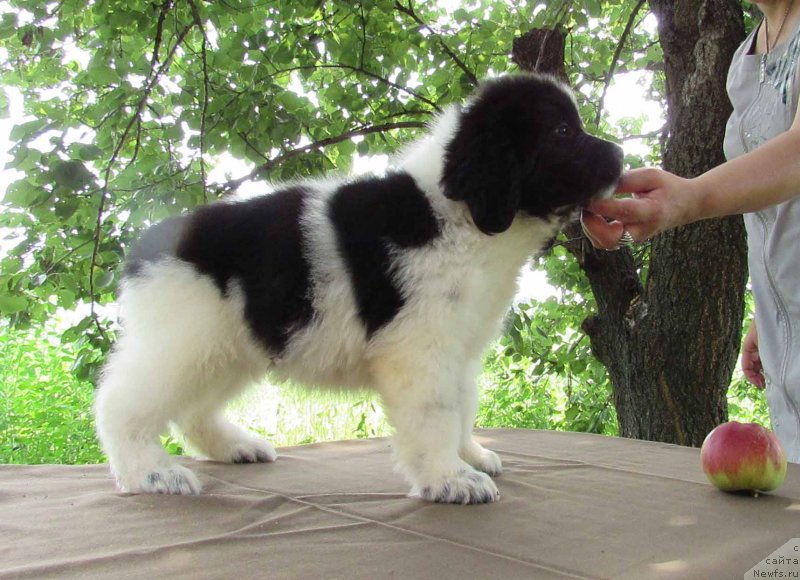 Фото: ньюфаундленд Misa Bolshoj Malysh