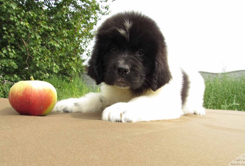 Фото: ньюфаундленд Misa Bolshoj Malysh