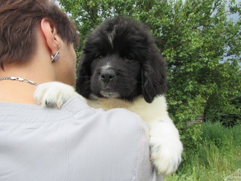 Фото: ньюфаундленд Mine Bolshoj Malysh