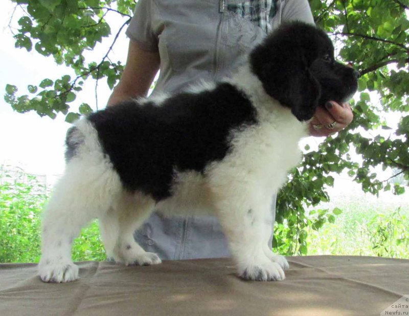 Фото: ньюфаундленд Mai Bolshoj Malysh