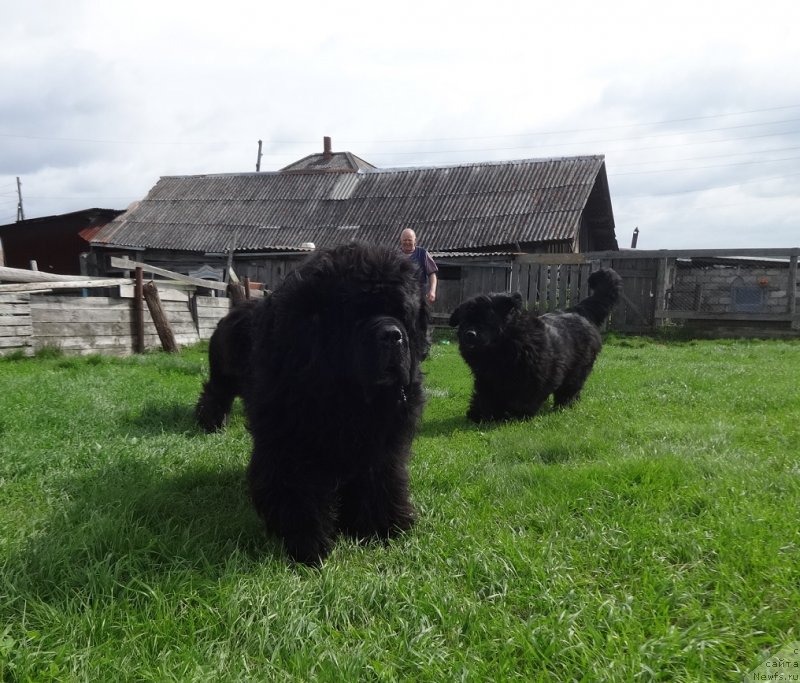 Фото: ньюфаундленд King of Helluland I'm Precious