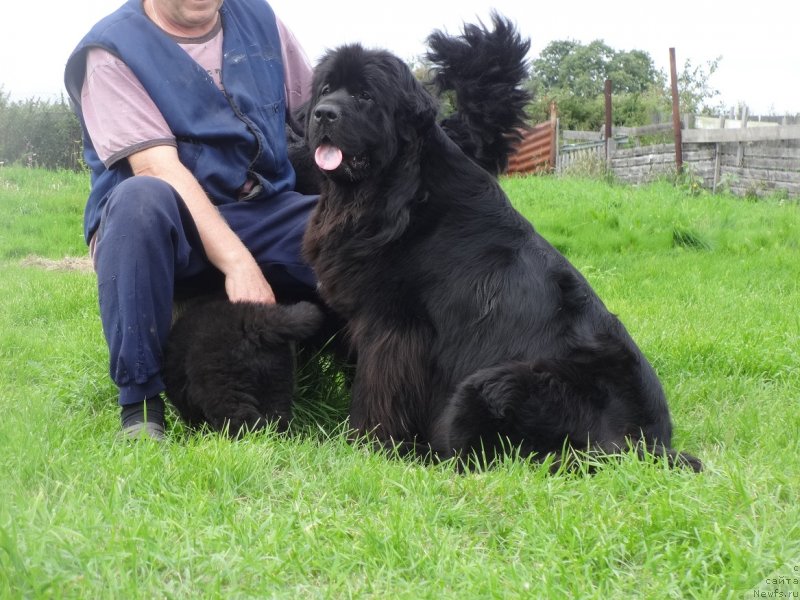 Фото: ньюфаундленд YEkselent B'yuti (Экселент Бьюти)