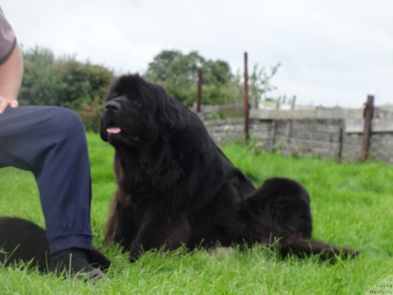 Фото: ньюфаундленд YEkselent B'yuti (Экселент Бьюти)