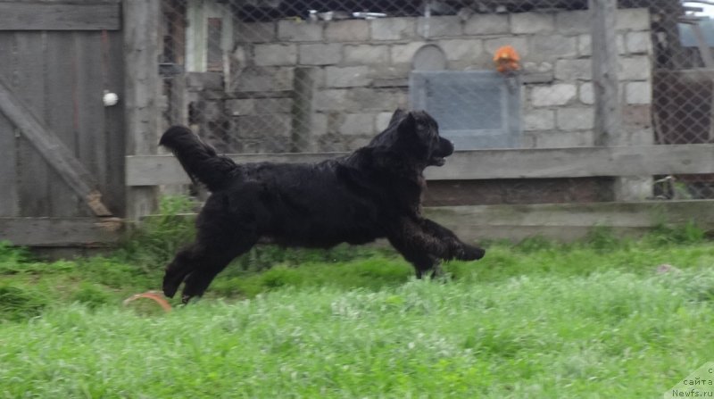 Фото: ньюфаундленд YEkselent B'yuti (Экселент Бьюти)