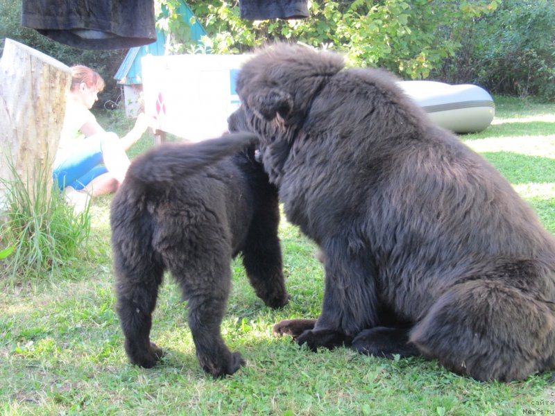 Фото: ньюфаундленд Richchi s Berega Dona (Риччи с Берега Дона), ньюфаундленд Melty Wave Marine Tifeya (Мелти Вейв Марин Тифея)