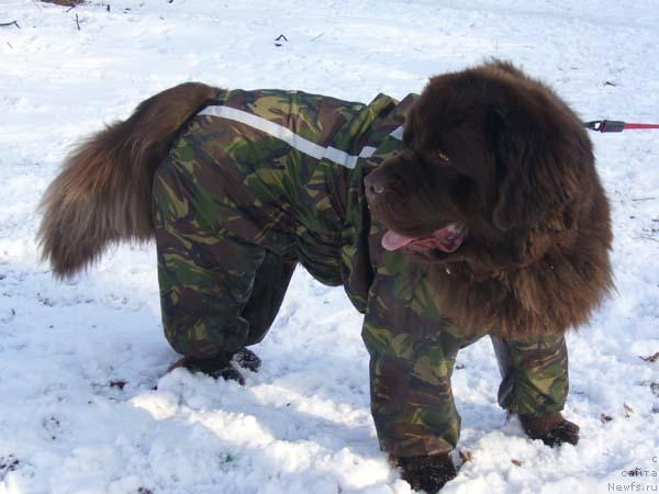 Фото: ньюфаундленд Newf Mermaid Denver