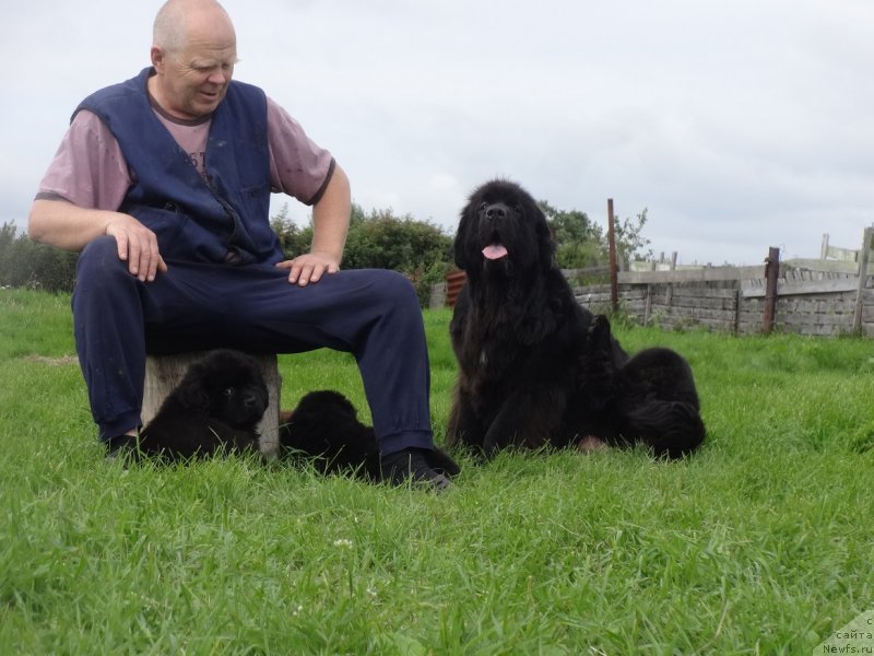 Фото: ньюфаундленд YEkselent B'yuti (Экселент Бьюти)