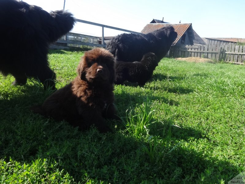 Фото: ньюфаундленд N'yufort Uitni Tradiciya Legendyi (Ньюфорт Уитни Традиция Легенды)