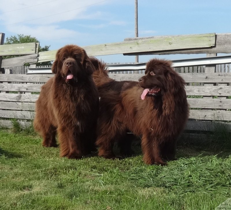 Фото: ньюфаундленд Funnewf Avalon (Фанньюф Авалон), ньюфаундленд N'yufort Vorojeya (Ньюфорт Ворожея)
