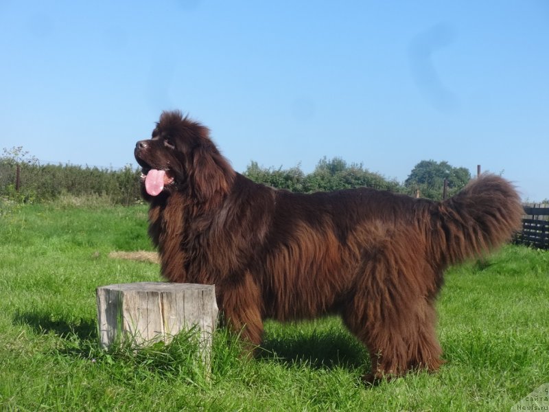 Фото: ньюфаундленд N'yufort Vorojeya (Ньюфорт Ворожея)