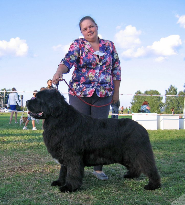 Фото: ньюфаундленд Marfa Dlja Tihogo Omuta iz Plemeni Kedra (Марфа для Тихого Омута из Племени Кедра)