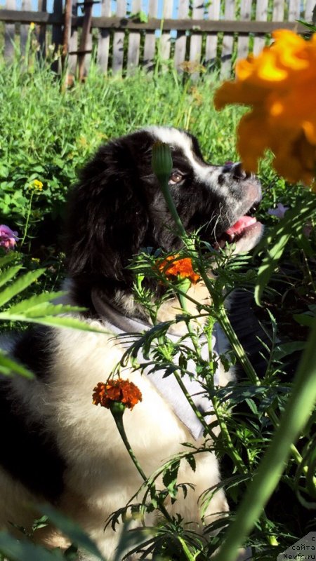 Фото: ньюфаундленд Dunkan ot Karel'skih Medvedey (Дункан от Карельских Медведей)