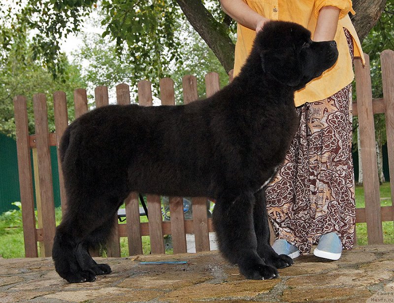 Фото: ньюфаундленд Super Bizon Fifa (Супер Бизон Фифа)