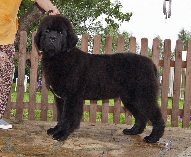 Фото: ньюфаундленд Super Bizon Fifa (Супер Бизон Фифа)