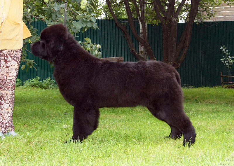 Фото: ньюфаундленд Super Bizon Fifa (Супер Бизон Фифа)