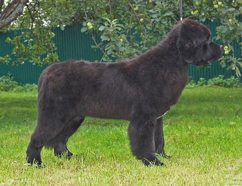 Фото: ньюфаундленд Super Bizon Fifa (Супер Бизон Фифа)