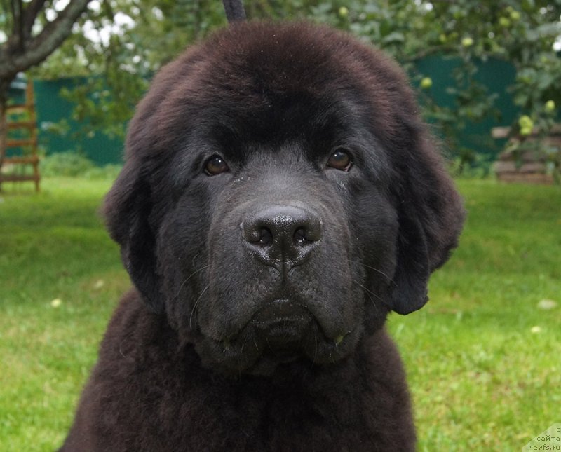 Фото: ньюфаундленд Super Bizon Fifa (Супер Бизон Фифа)