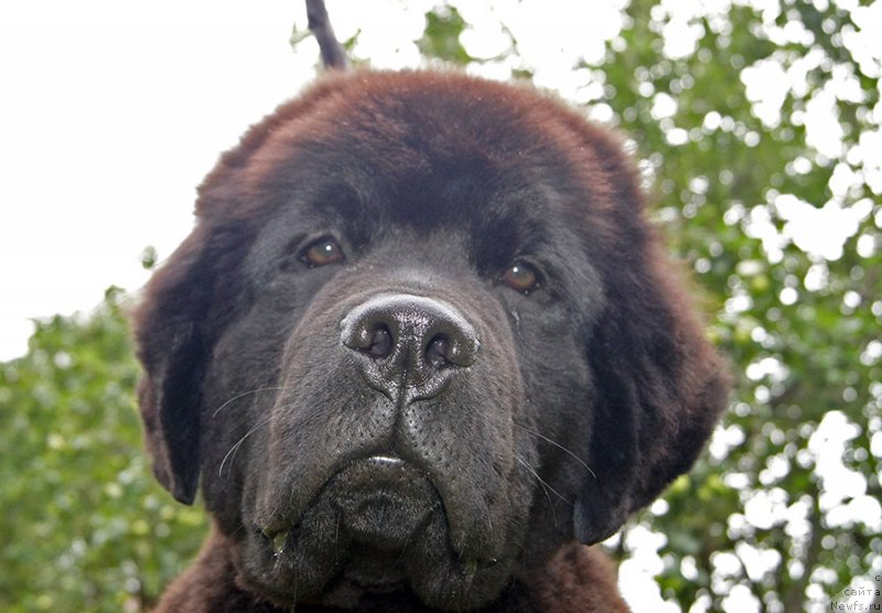 Фото: ньюфаундленд Super Bizon Fifa (Супер Бизон Фифа)