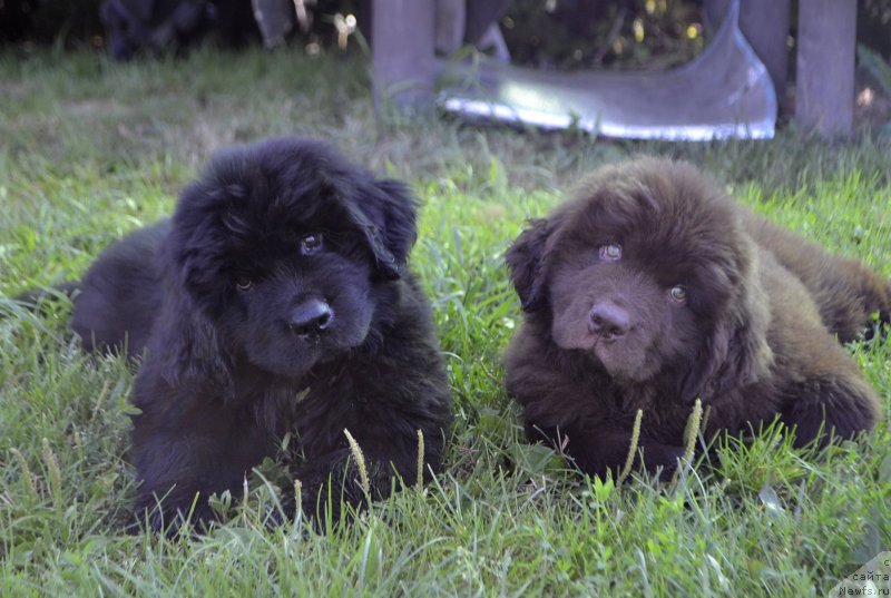 Фото: ньюфаундленд Braunblad MSK Layt Ryey (Браунблад МСК Лайт Рэй), ньюфаундленд Braunblad MSK Lavli Favorit (Браунблад МСК Лавли Фаворит)