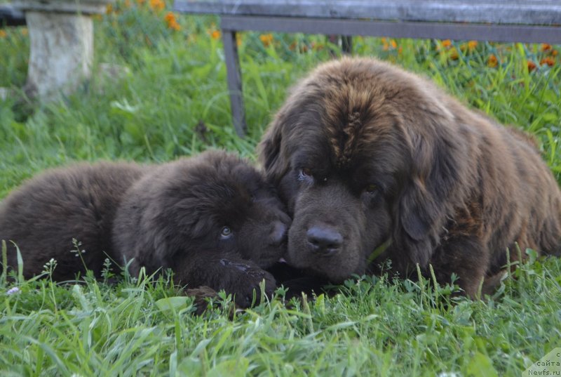 Фото: ньюфаундленд Naomi Tagoliri for Brouwnblood (Наоми Таголири фор Браунблад), ньюфаундленд Braunblad MSK Lavli Favorit (Браунблад МСК Лавли Фаворит)