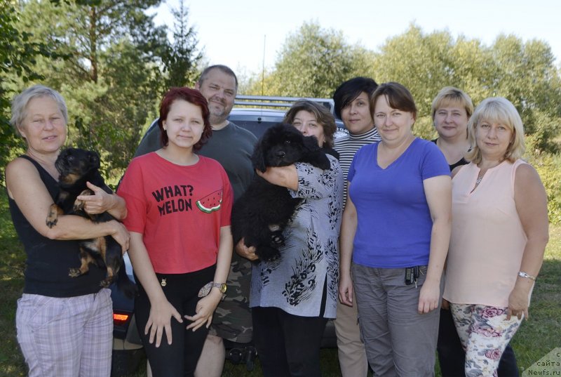 Фото: ньюфаундленд Braunblad MSK Layt Ryey (Браунблад МСК Лайт Рэй)