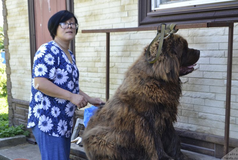 Фото: Zoya Leven (Зоя Левен), ньюфаундленд Charli The Best Helfi Pel (Чарли Де Бест Хелфи Пэл)