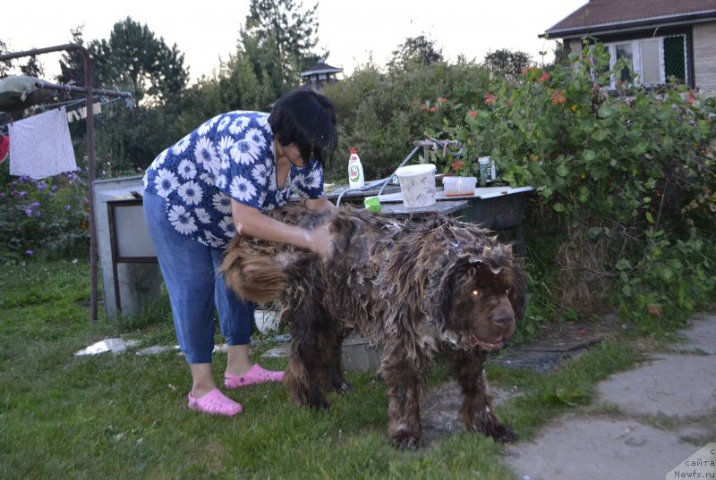 Фото: Zoya Leven (Зоя Левен), ньюфаундленд Charli The Best Helfi Pel (Чарли Де Бест Хелфи Пэл)