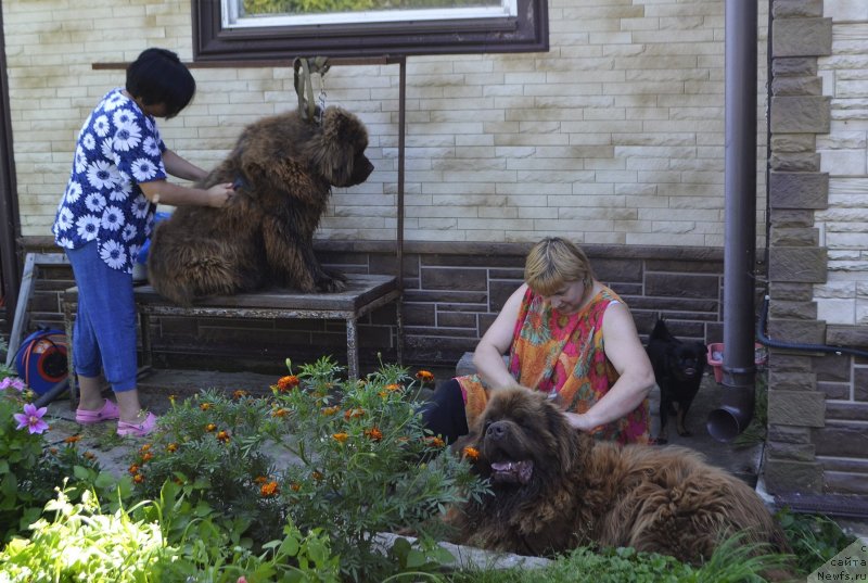 Фото: Zoya Leven (Зоя Левен), ньюфаундленд Charli The Best Helfi Pel (Чарли Де Бест Хелфи Пэл), Elena Bajutina (Елена Бажутина), ньюфаундленд Charmer Denkam Bronze (Чармер Денкам Бронз)