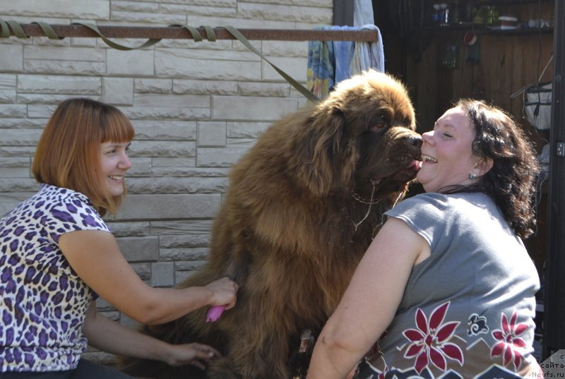Фото: Irina Kochergina (Ирина Кочергина), ньюфаундленд Charmer Denkam Bronze (Чармер Денкам Бронз)