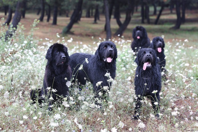 Фото: ньюфаундленд Dar Svezy Bona Fides (Дар Свезы Бона Фидес), ньюфаундленд Aquatoria Kelvin Ultramodern (Акватория Келвин Ультрамодерн), ньюфаундленд Dark Cleef Absolute, ньюфаундленд Dark Cleef Aqua Black, ньюфаундленд Dark Cleef Agate Caramel