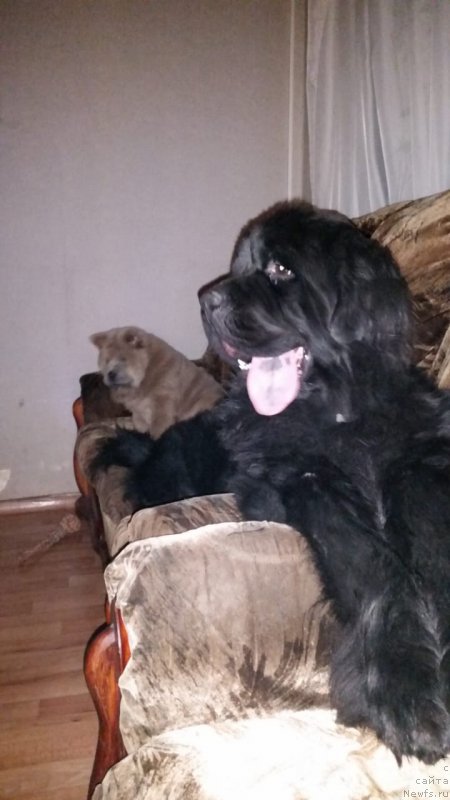 Фото: ньюфаундленд Poseydon iz Antagrada (Посейдон из Антаграда)