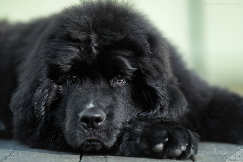 Фото: ньюфаундленд YElis Blyuz Podarok Sud'byi (Элис Блюз Подарок Судьбы)