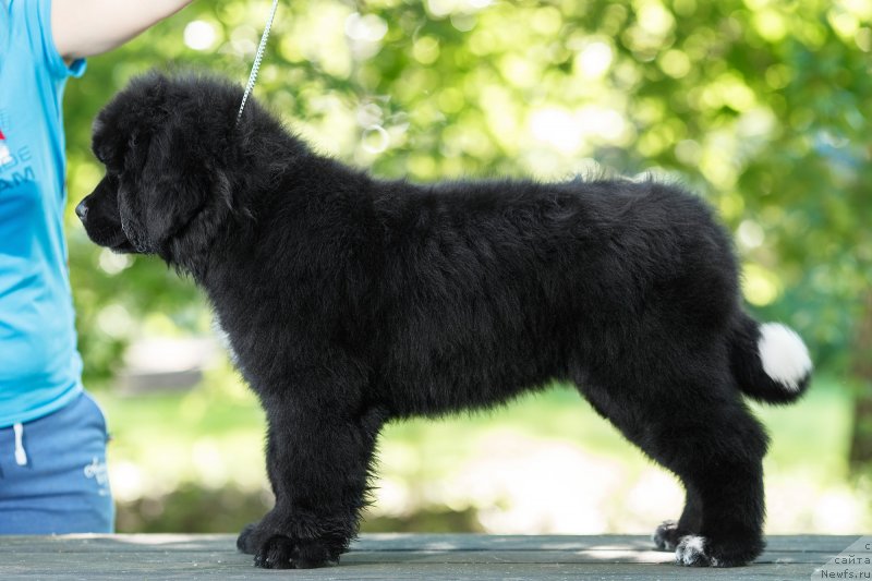 Фото: ньюфаундленд YElis Blyuz Podarok Sud'byi (Элис Блюз Подарок Судьбы)