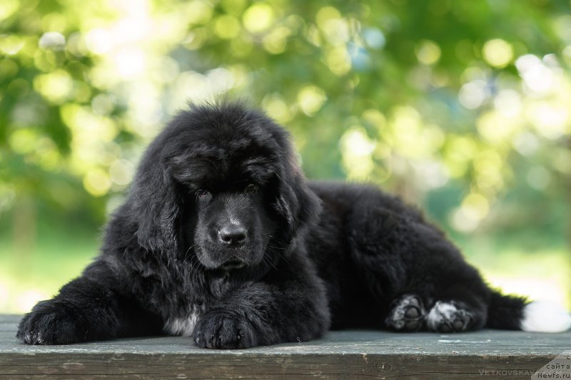 Фото: ньюфаундленд YElis Blyuz Podarok Sud'byi (Элис Блюз Подарок Судьбы)