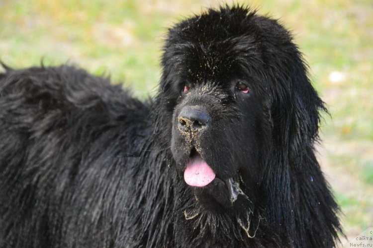 Фото: ньюфаундленд Talisman Morya La-Valetta (Талисман Моря Ла-Валетта)