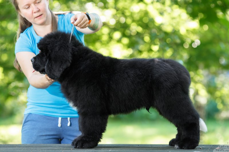 Фото: ньюфаундленд YElis Blyuz Potap Potapyich (Элис Блюз Потап Потапыч)