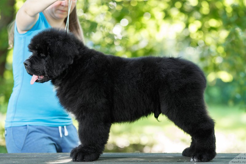 Фото: ньюфаундленд YElis Blyuz Potap Potapyich (Элис Блюз Потап Потапыч)