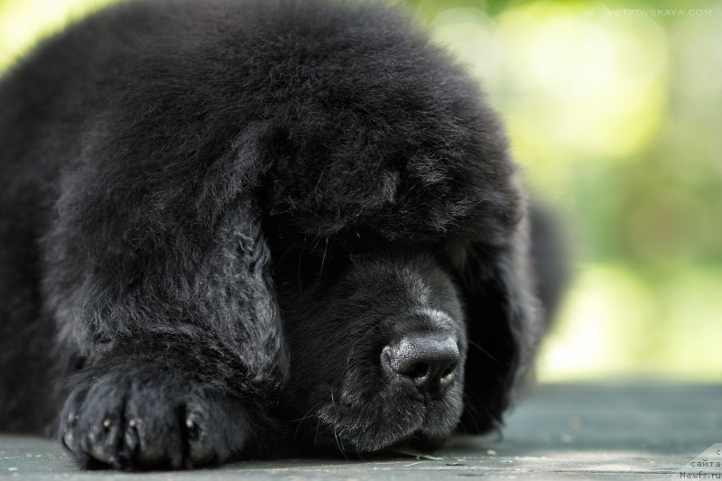 Фото: ньюфаундленд YElis Blyuz Potap Potapyich (Элис Блюз Потап Потапыч)