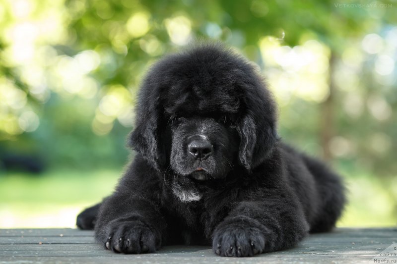 Фото: ньюфаундленд YElis Blyuz Potap Potapyich (Элис Блюз Потап Потапыч)