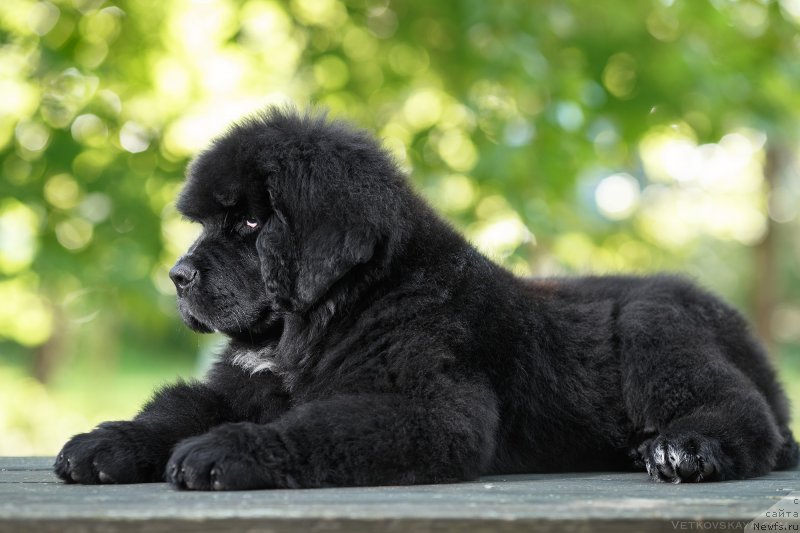 Фото: ньюфаундленд YElis Blyuz Potap Potapyich (Элис Блюз Потап Потапыч)