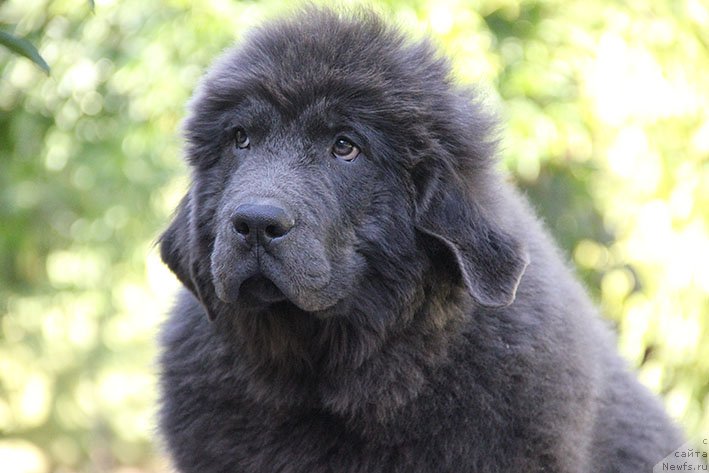 Фото: ньюфаундленд Smayli s Berega Dona (Смайли с Берега Дона)