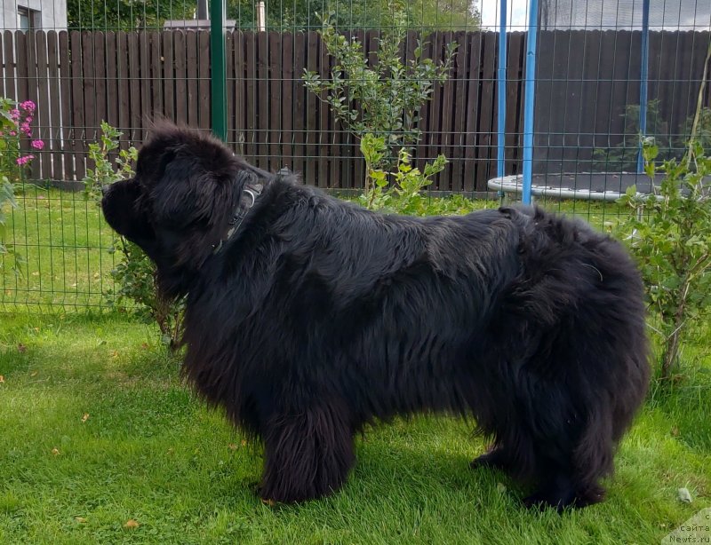 Фото: ньюфаундленд Super Premium Free Wind (Супер Премиум Фри Винд)