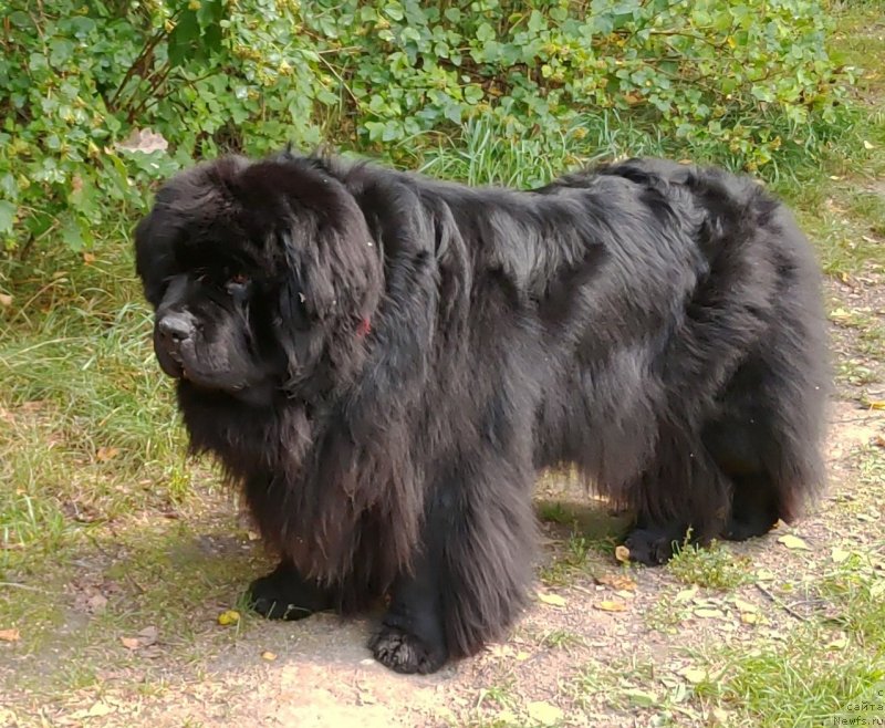 Фото: ньюфаундленд Super Premium Free Wind (Супер Премиум Фри Винд)