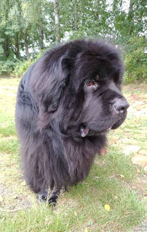 Фото: ньюфаундленд Super Premium Free Wind (Супер Премиум Фри Винд)