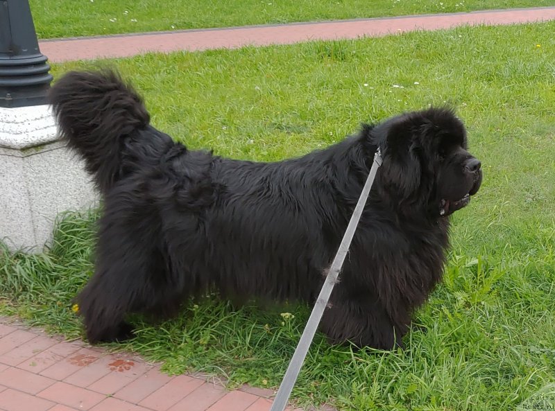 Фото: ньюфаундленд Super Premium Free Wind (Супер Премиум Фри Винд)