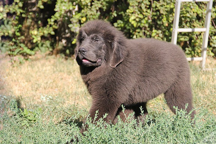 Фото: ньюфаундленд Smayli s Berega Dona (Смайли с Берега Дона)