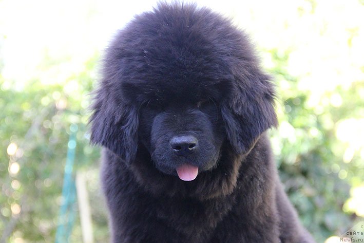 Фото: ньюфаундленд Ryeychl s Berega Dona (Рэйчл с Берега Дона)