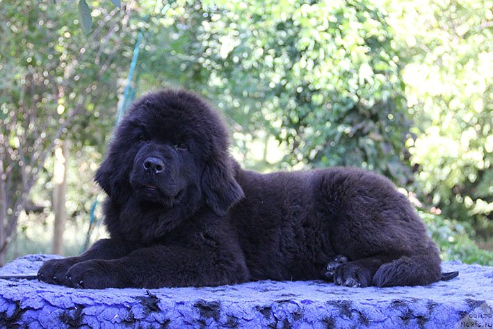 Фото: ньюфаундленд Ryeychl s Berega Dona (Рэйчл с Берега Дона)