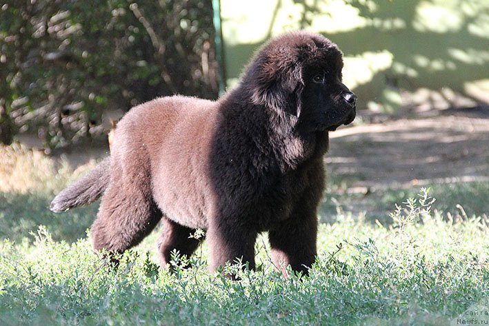 Фото: ньюфаундленд Ryeychl s Berega Dona (Рэйчл с Берега Дона)