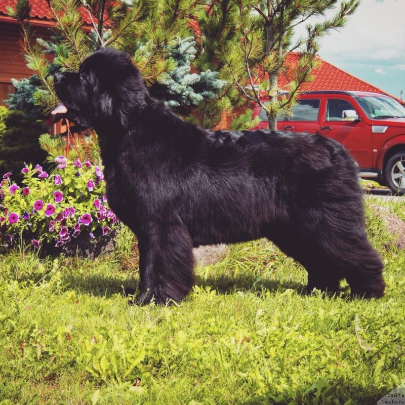 Фото: ньюфаундленд Love Inside Your Soul Moon Bear (Love Inside Your Soul Moon Bear)